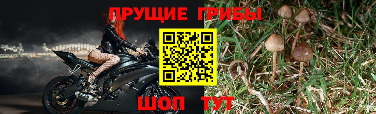 Псилоцибиновые грибы ЛСД Пугачёв